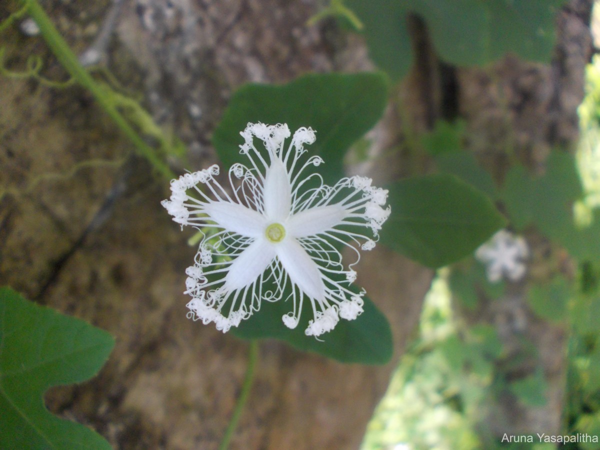 Trichosanthes cucumerina L.